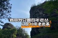 武夷岩茶三大坑：你已踏入古井老丛、百年老丛和十年老岩茶的世界了吗？