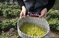 黄茶绿茶傻傻分不清？一篇文章带你轻松了解黄茶