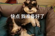 雪纳瑞犬的智力水平有多高？网友：看完我也想养一只了