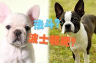 波士顿梗与法国斗牛犬：你以为你了解它们的区别吗？