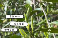 白毫银针味道淡？理解其独特性，泡茶技巧也很重要