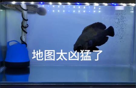 探索神秘‘地图鱼’：水族世界的明星角色揭秘