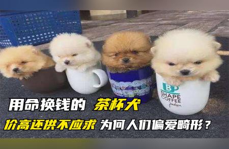 茶杯犬：价格昂贵却大受欢迎的背后原因