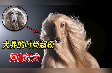 揭秘中国禁养阿富汗犬的背后原因