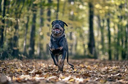 四川宠物协会调整限养犬种，罗威纳犬未被禁养