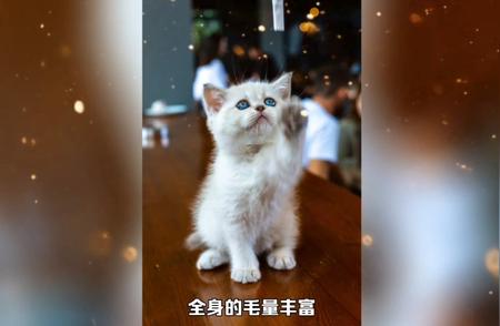 金吉拉猫咪的迷人魅力，心动不如行动！