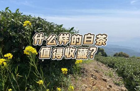 值得珍藏的白茶奥秘：你的茶符合标准吗？