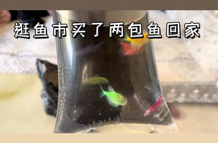 逛鱼市体验分享：探寻城市中的水族乐园