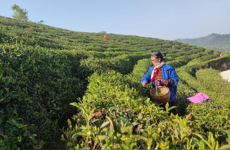 武汉黄陂秋茶飘香，品味清香与帮扶的力量