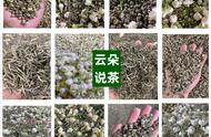 打破偏见：六款顶级茉莉花茶让你重新认识花茶之美！