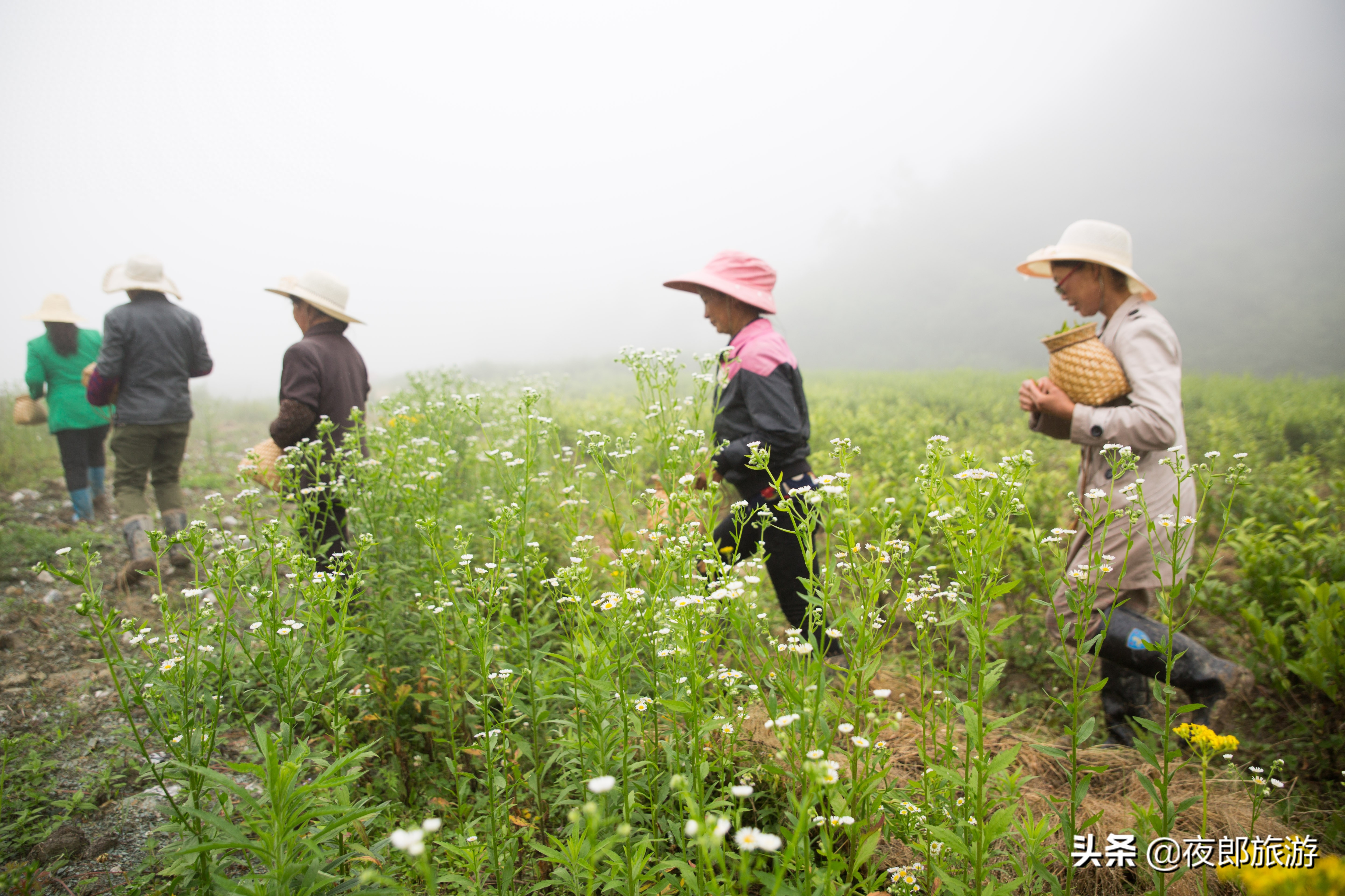 贵州大方：云山雾绕采夏茶