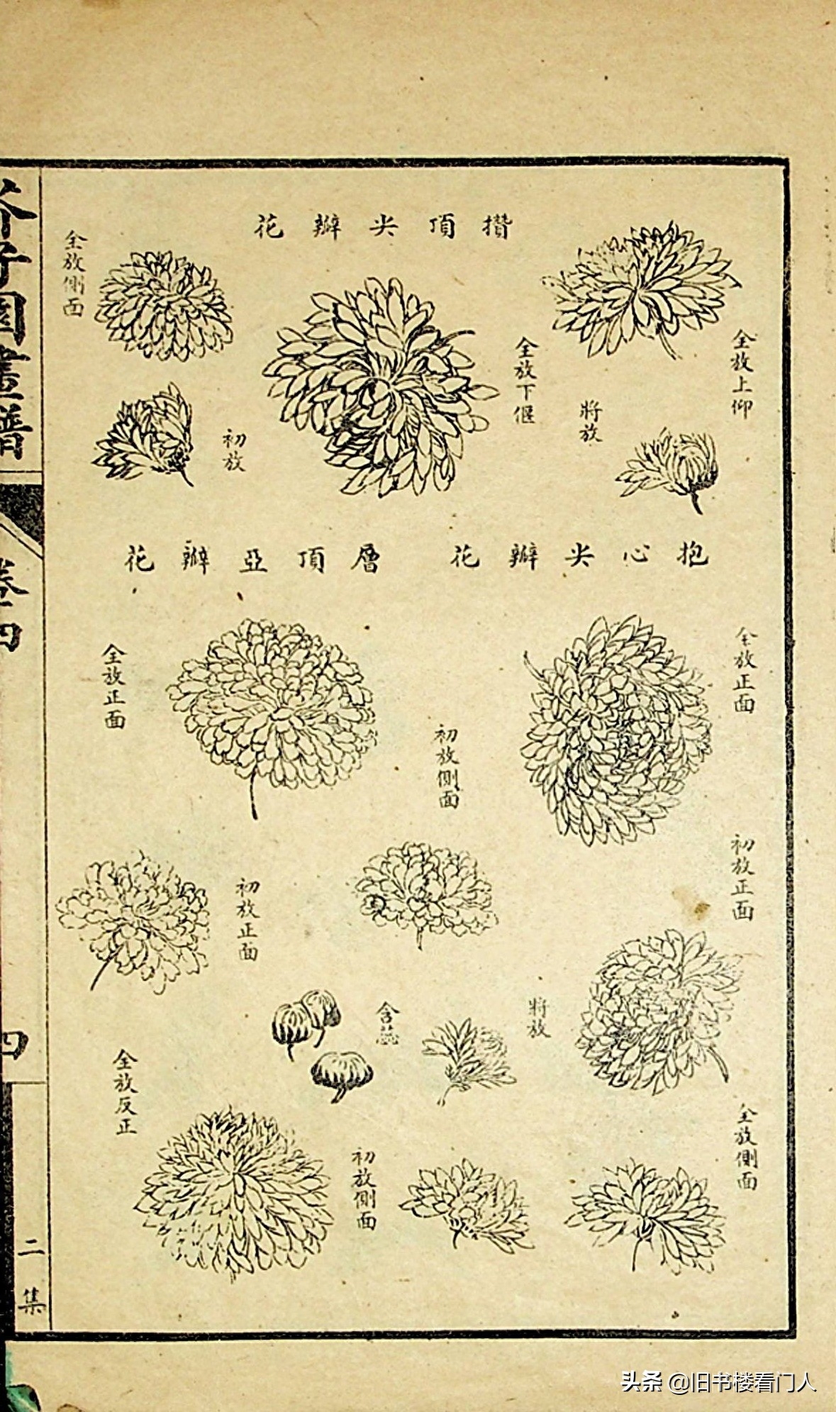 艺术类学画必修之书－《芥子园画谱·菊谱》