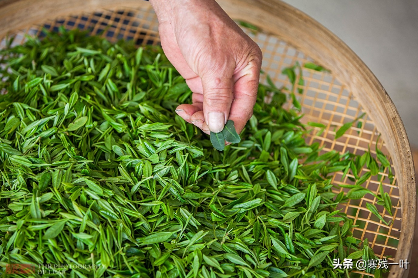 这才是真正的西湖龙井，与景区买的龙井茶价格相差很多，别被骗了