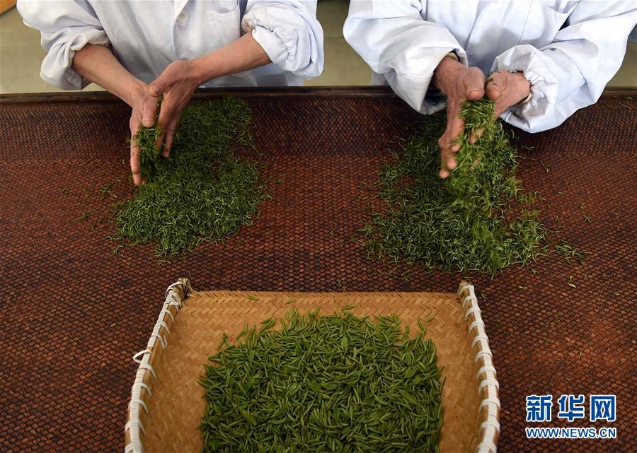 南京钟山雨花茶春茶开采